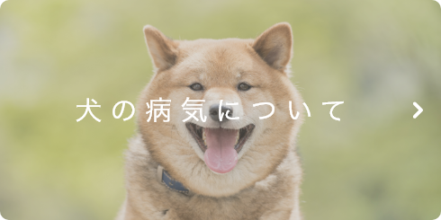 犬の病気について