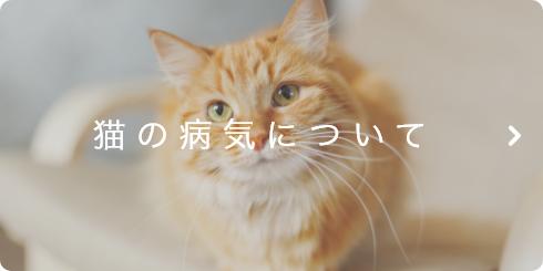 猫の病気について